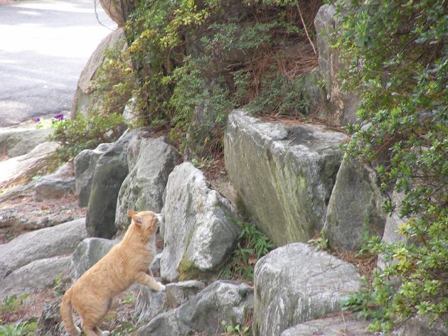 公園内を歩く猫